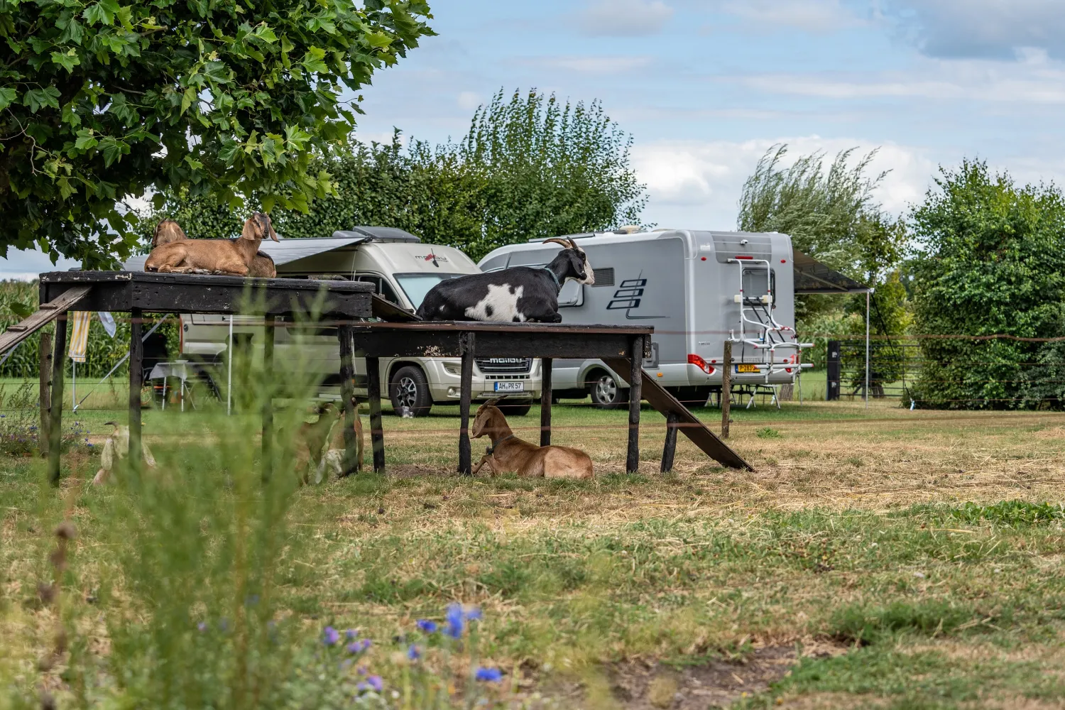 boerderijcamping-het-varsenerveld-ommen-oqcbi