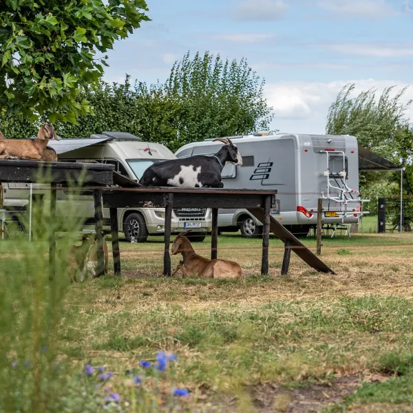 boerderijcamping-het-varsenerveld-ommen-oqcbi