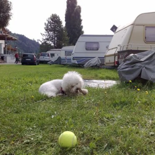 camping-uferwiese-braubach-5r5sf