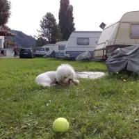 camping-uferwiese-braubach-5r5sf