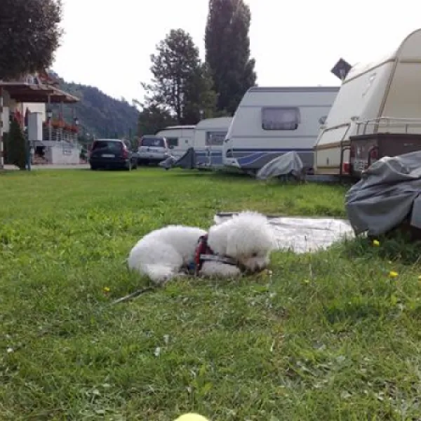 camping-uferwiese-braubach-b2f8n