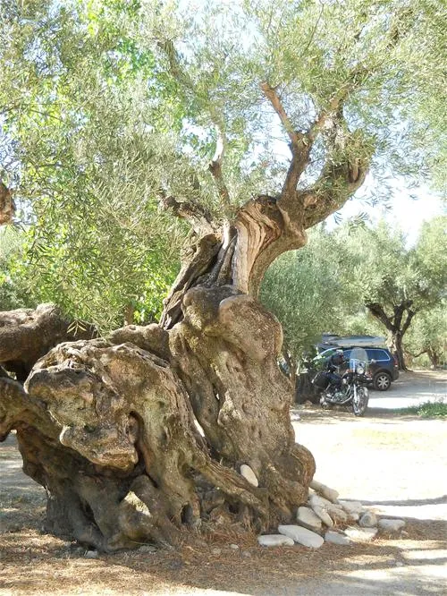 campsite-tartaruga-zakynthos-6usfp