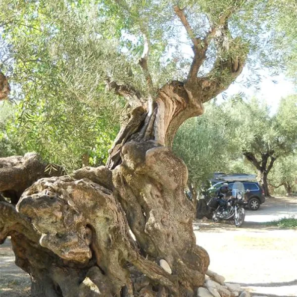 campsite-tartaruga-zakynthos-6usfp