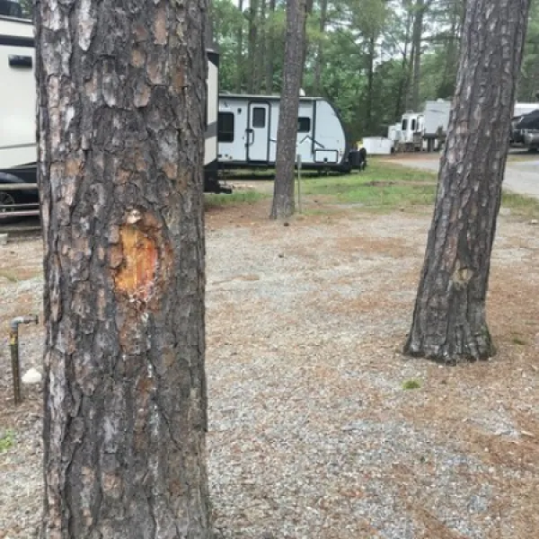 christopher-run-campground-mineral-ubztv