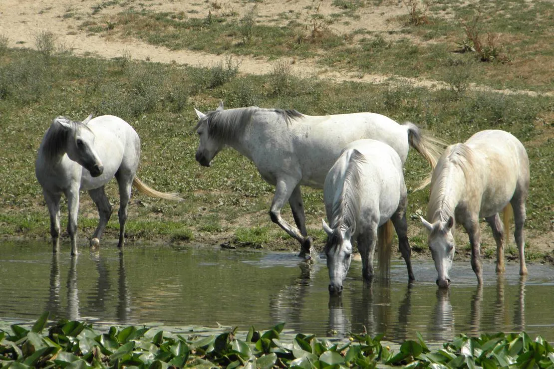 naturferienranch-gadany-puubm