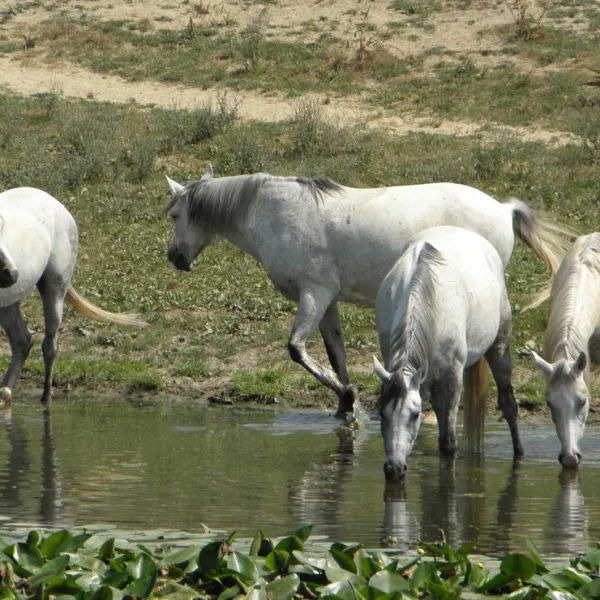 naturferienranch-gadany-puubm