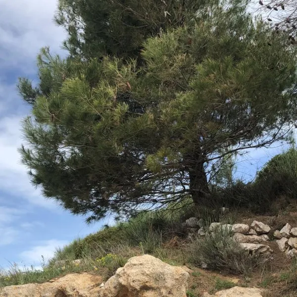 camping-wodenca-rab-qv5pm