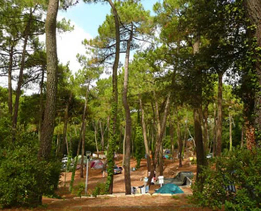 le-bois-damour-la-baule-loire-atlantique-impfw