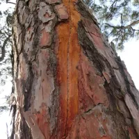 Parque de Campismo do Escaroupim