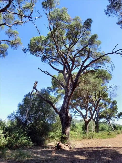 parque-de-campismo-do-escaroupim-salvaterra-de-magos-mjwew