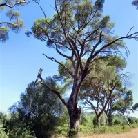parque-de-campismo-do-escaroupim-salvaterra-de-magos-mjwew