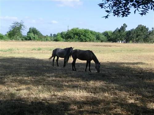 parque-de-campismo-do-escaroupim-salvaterra-de-magos-otavw