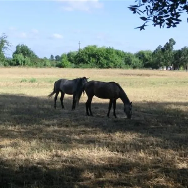 parque-de-campismo-do-escaroupim-salvaterra-de-magos-otavw
