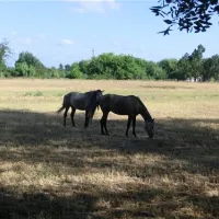 parque-de-campismo-do-escaroupim-salvaterra-de-magos-otavw