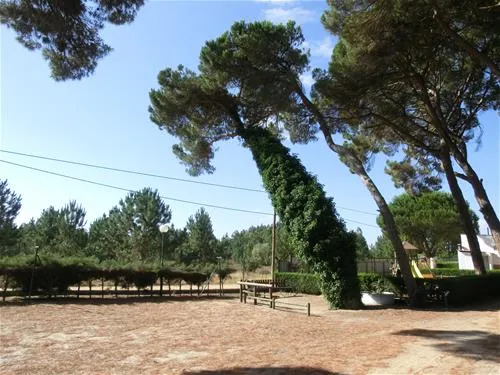 parque-de-campismo-do-escaroupim-salvaterra-de-magos-thj85