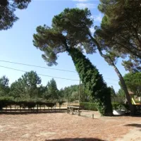 parque-de-campismo-do-escaroupim-salvaterra-de-magos-thj85