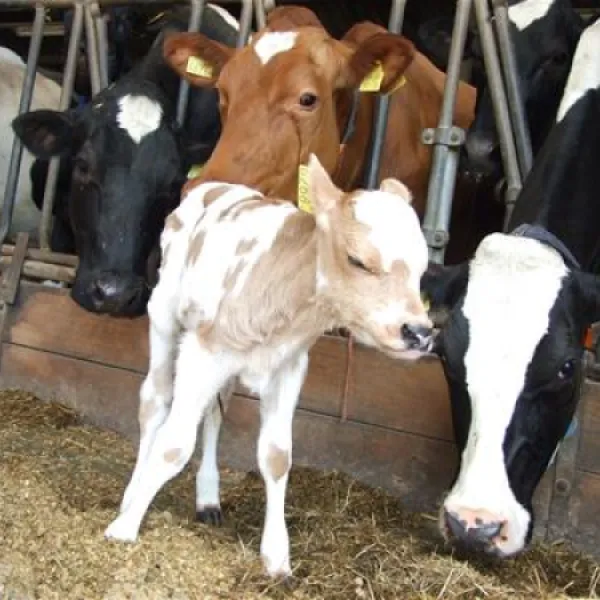 Natuurcamping De Boerderij