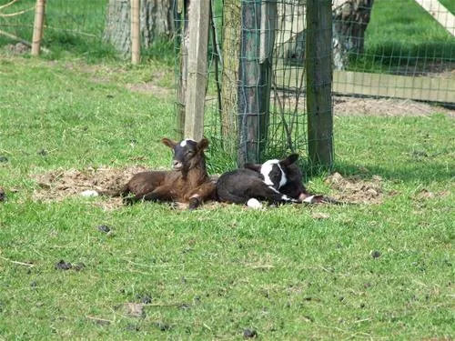 natuurcamping-de-boerderij-oudewater-maptr