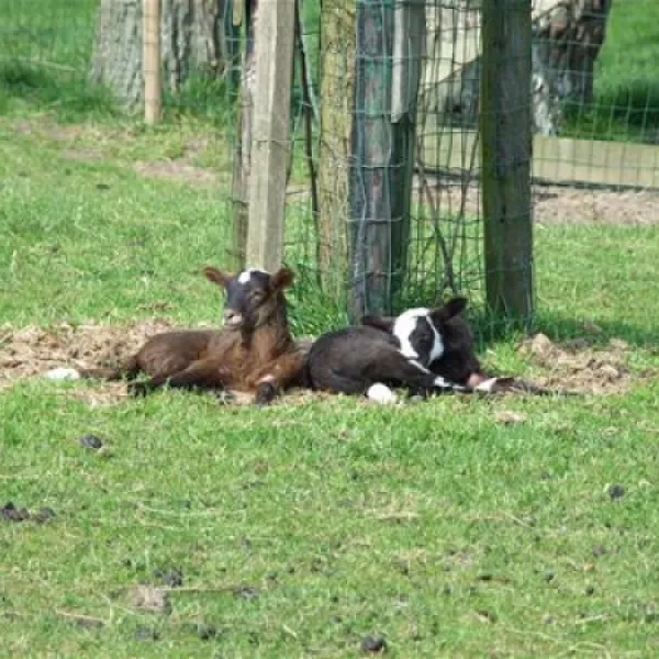 natuurcamping-de-boerderij-oudewater-maptr