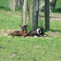 natuurcamping-de-boerderij-oudewater-maptr