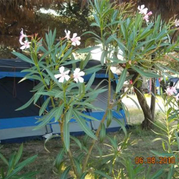 porto-cesareo-camping-porto-cesareo-6onvw