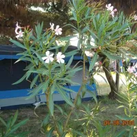 porto-cesareo-camping-porto-cesareo-6onvw