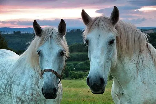 durdahorse-farm-nowa-ruda-pbek7