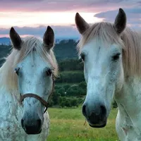 durdahorse-farm-nowa-ruda-pbek7