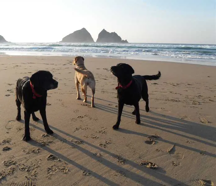 trevornick-holiday-park-newquay-zpedp