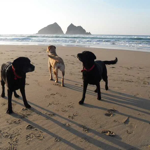 trevornick-holiday-park-newquay-zpedp