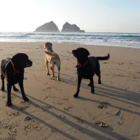 trevornick-holiday-park-newquay-zpedp