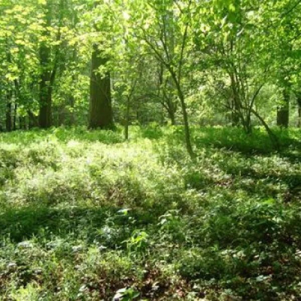 ostseecamping-gut-ludwigsburg-waabs-elsnc