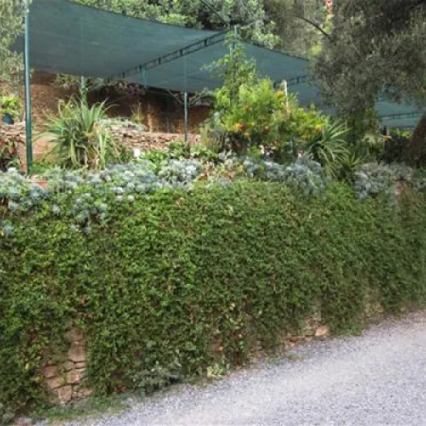 camping-san-sebastiano-laigueglia-sfuq0