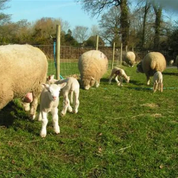 gundrys-farm-campsite-wimborne-4av7z