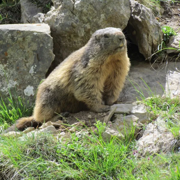 le-gravelotte-la-grave-frfdc