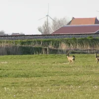minicamping-de-klompen-workum-amad2