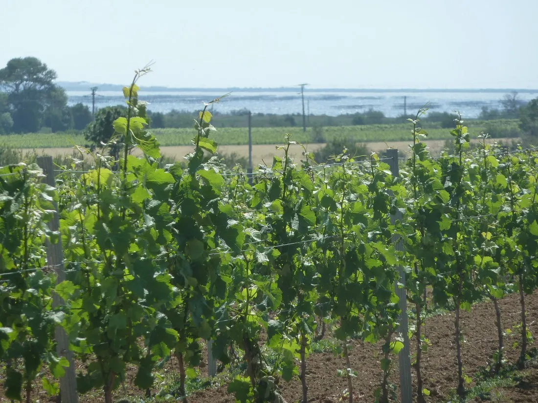 aire-naturelle-villemarin-marseillan-plage-yajfm