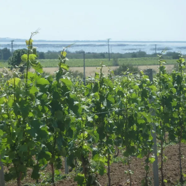 aire-naturelle-villemarin-marseillan-plage-yajfm