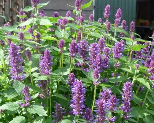 camping-polderflora-alphen-aan-den-rijn-69puw