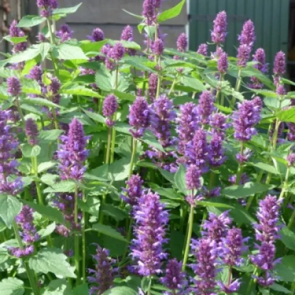 camping-polderflora-alphen-aan-den-rijn-69puw