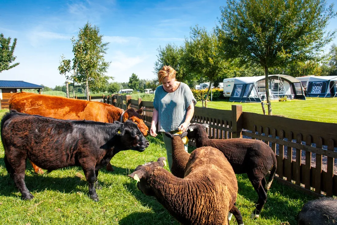 camping-polderflora-alphen-aan-den-rijn-voabr