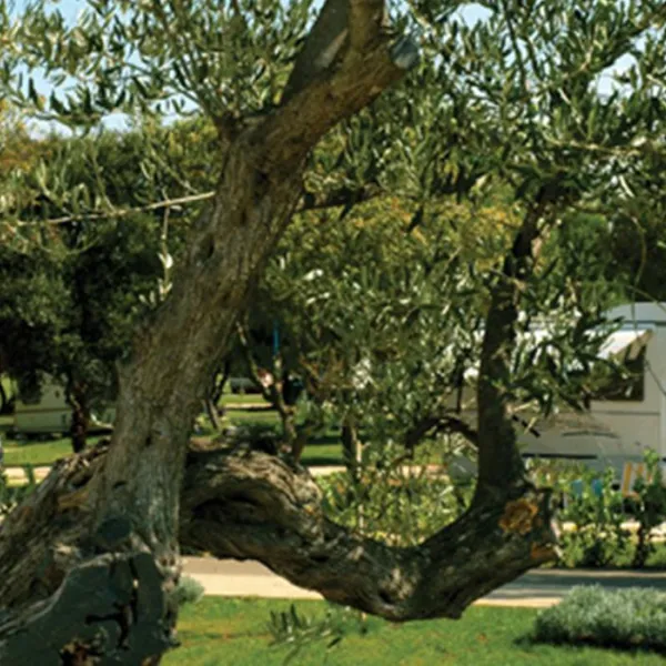 camping-ulika-rovinj-khqko