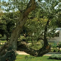 camping-ulika-rovinj-khqko