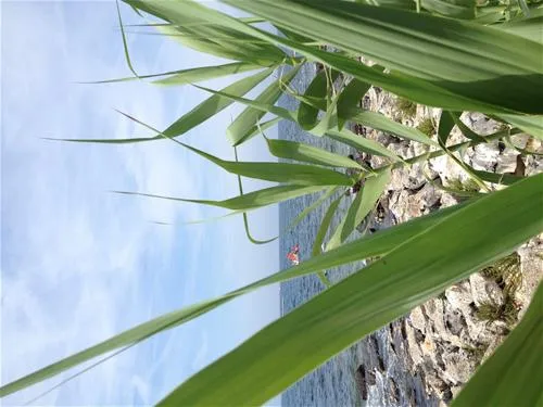 campingin-park-umag-umag-iiky7