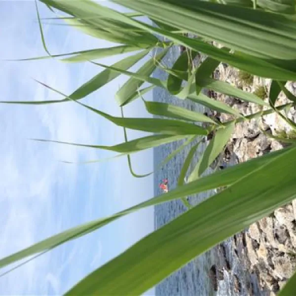 campingin-park-umag-umag-iiky7