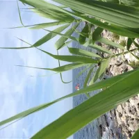 campingin-park-umag-umag-iiky7