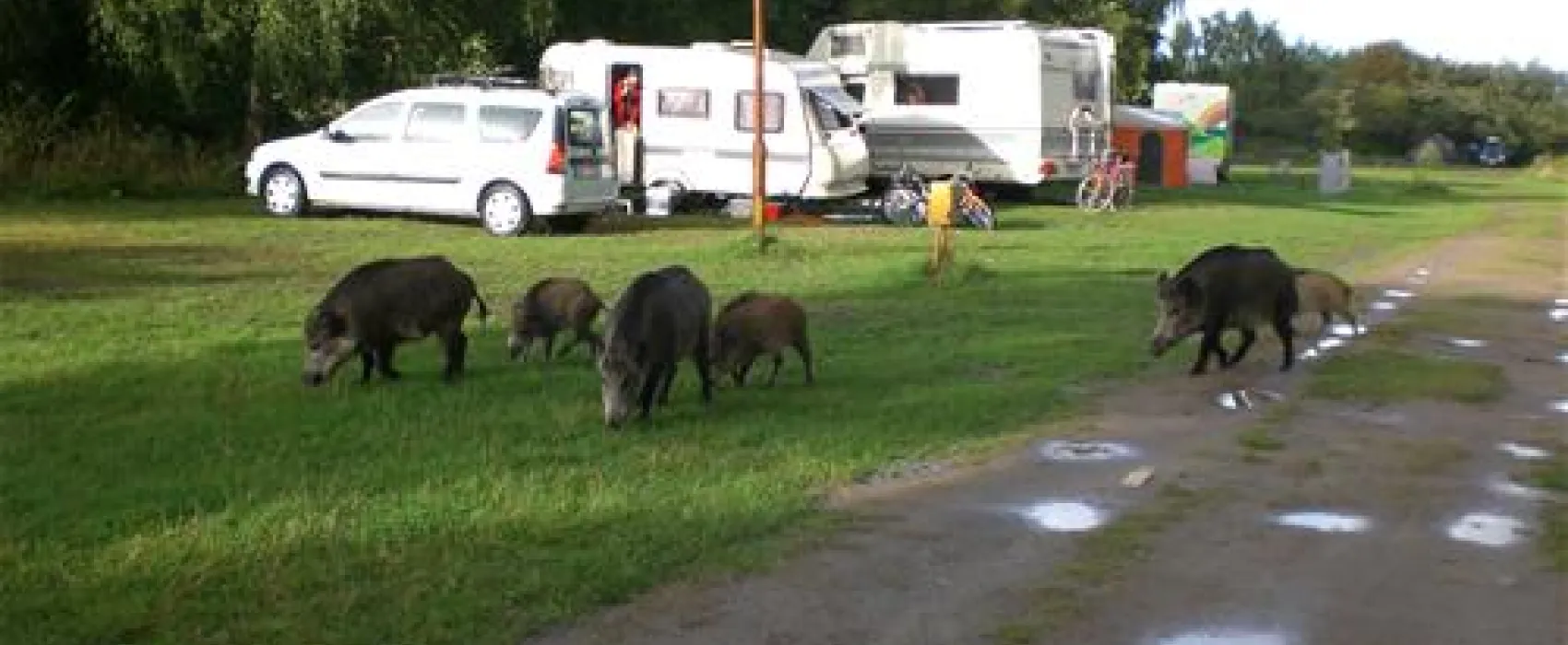 Camping nr 182