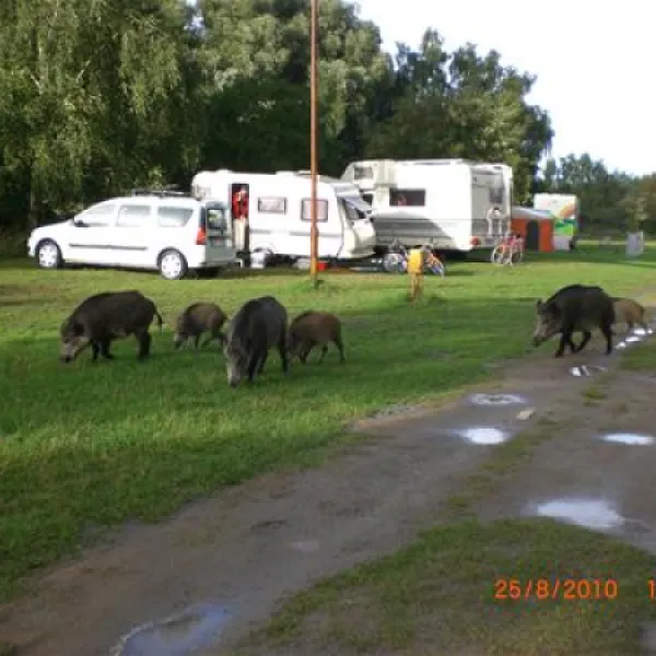 camping-nr-182-nowa-karczma-lckoc