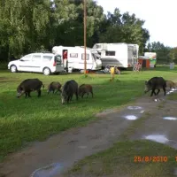 camping-nr-182-nowa-karczma-lckoc