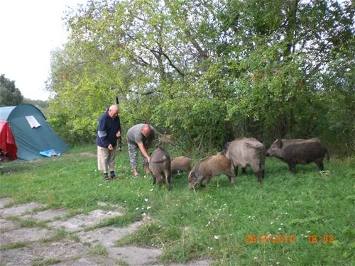 camping-nr-182-nowa-karczma-mwwvq